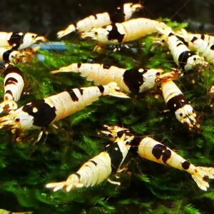 CRYSTAL PBL - 1.0 CM